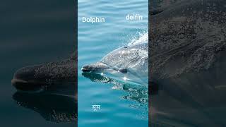 Dolphin  Sound Effect [upl. by Atteloiv]