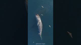 What Happens When a Blue Whale Dies You Won’t Believe It [upl. by Eiliab528]