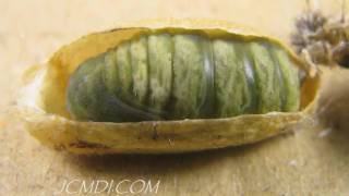 Hidden Nature Silkmoth Metamorphosis Pupation HD Timelapse V05248 [upl. by Claus481]