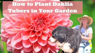 How to Plant Dahlia Tubers in Your Garden [upl. by Okwu105]