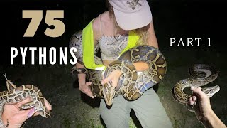 Hunting Pythons for 40 nights in a row part 1 [upl. by Airednaxela807]