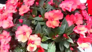 Spring Trials 2016 SunStanding™ Impatiens [upl. by Donelu140]