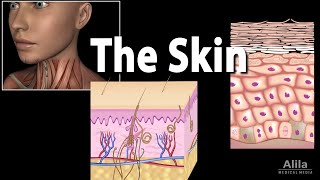 Anatomy and Physiology of the Skin Animation [upl. by Lacefield516]