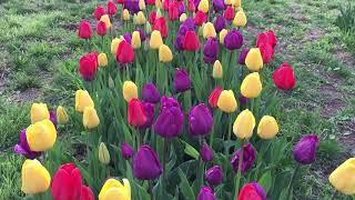 Purdy® Tulip Blend  Bulbs in Bloom [upl. by Porte]