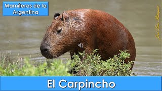 Carpincho Capybara Hydrochoerus hydrochaeris Mamíferos de la Argentina [upl. by Summers810]