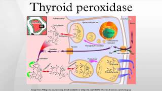 Thyroid peroxidase [upl. by Lauhsoj]