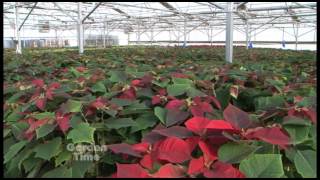 Growing Poinsettias [upl. by Siul]