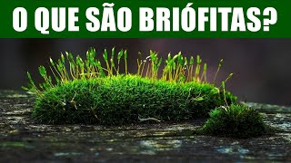 O QUE SÃO BRIÓFITAS AULA DE CIÊNCIAS [upl. by Ahseekat247]