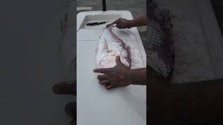 Snapper Fishing😎fishinglife snapper whattimeisit fishing snapperfishing hacks [upl. by Evanne]