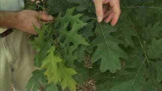 How to Spot the Difference Between Oak Species [upl. by Armmat]