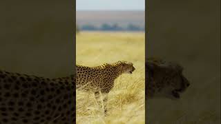 Interesting Facts About The cheetahs The Animal 2023 [upl. by Drews]