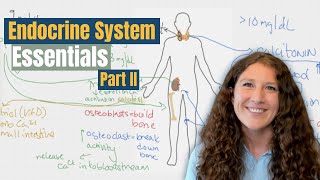 MCAT Biology Endocrine System and Calcium Homeostasis [upl. by Lethia]