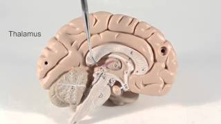 Brain Anatomy Overview [upl. by Anifled]