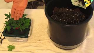 How to Quick and Easy Clone Transplant into Soil Grows [upl. by Noscire]