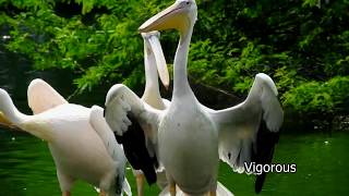 Great White Pelicans [upl. by Ackler730]