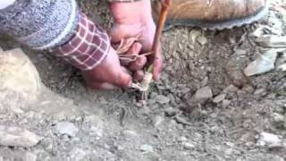 How to graft grapevines [upl. by Arvind]