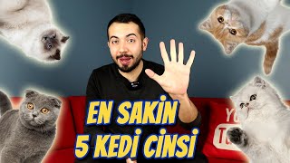 EN SAKİN 5 KEDİ IRKI En Sakin ve Uysal Kedi Cinsleri [upl. by Ailehc]