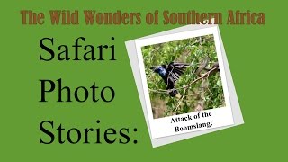 Safari Photo Stories Attack of the Boomslang [upl. by Micki]