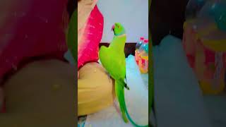 hasne hasane wala mitthu 🦜🦜 [upl. by Pearlman821]