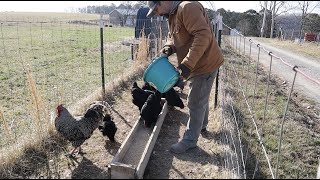 Replacing Cornish Cross with American Bresse Chickens [upl. by Vincents905]