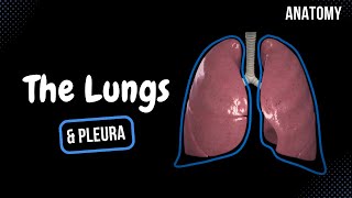 Lungs Function Parts Pleura amp Recesses  Anatomy [upl. by Zarah936]