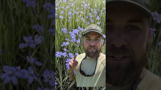 Alabama ecotype Nash’s Blue Eyed Grass at Roundstone Native Seed nativeplants alabama [upl. by Dasi]