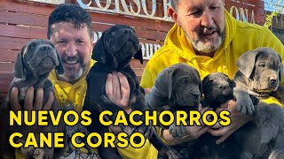 MOSTRANDO CACHORROS de CANE CORSO [upl. by Airret]