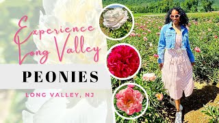 Experience Long Valley Peonies Farm A Stunning Floral Paradise In NJ [upl. by Scholem]