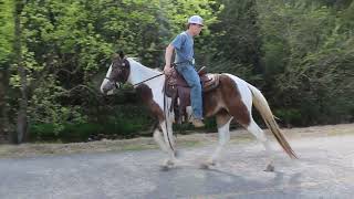 Super Great Gelding Buckskin n white spotted 2 blue eyes DUKE at McNatt Farms [upl. by Harman777]