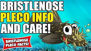 Bristlenose Pleco  Bristlenose Pleco Care Guide  How To Care For Bristlenose Plecos [upl. by Ginsburg]