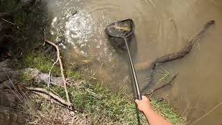 big carp and other fresh water species in the wimmera river [upl. by Neroled]