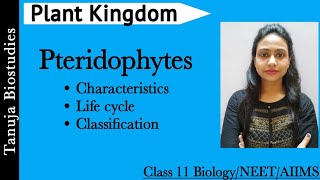 Plant Kingdom  Pteridophytes  General Characteristics and Life cycle Class 11 BiologyNEETAIIMS [upl. by Bendix707]