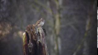 Woodlark Skipwith Common Yorkshire [upl. by Enomaj]