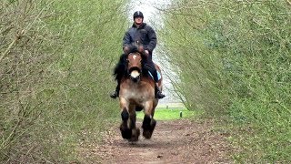 Dutch Draft Kim amp Maarten A Full Canter [upl. by Cusick]