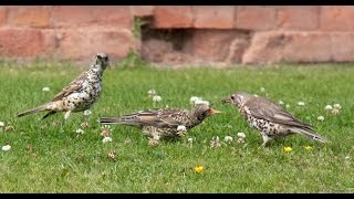 Mistle Thrush Bird Call Bird Song [upl. by Hamer]