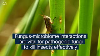 Pathogenic fungi interact with the host microbiome as an effective biopesticide [upl. by Allebasi398]