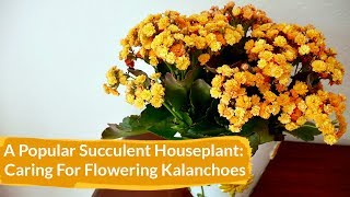 How to Care for Flowering Kalanchoes Indoors  Joy Us Garden [upl. by Bick]