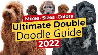 The Ultimate Double Doodle Guide 🐶📃 🔴2022🔴 [upl. by Aicined]