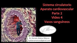 Sistema circulatorio Vasos Video 4 de 5 Hernán Aldana Marcos [upl. by Gelhar]