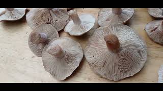 How to consume and when to pick or harvest field blewits [upl. by Nraa669]