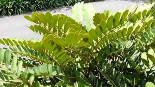 Zamia furfuracea  Cardboard Palm  Jamaican Sago  Mexican Cycad HD 01 [upl. by Garnet]