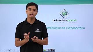 Class 11th – Cyanobacteria – Introduction  Biological Classification  Tutorials Point [upl. by Chrysler]