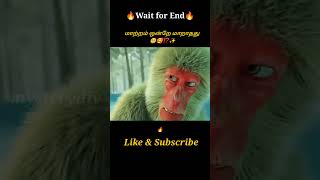 Little Monkey🐒🥺⁉️Movie explained in tamil\dubbed MoviesTamil voice over mysterydiv [upl. by Brennan]