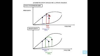 8  Physiologie cardio vasculaire partie 8 [upl. by Aleicarg]