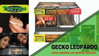 COMO MANTER UM GECKO LEOPARDO [upl. by Aninaj]