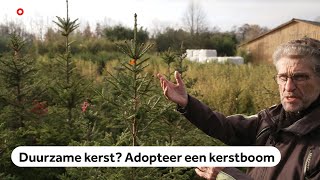 Kerstboom adopteren en ieder jaar terugzetten [upl. by Ariait]