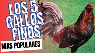 LAS 5 LINEAS DE GALLOS FINOS PREFERIDAS POR LOS GALLEROS 🐓🇺🇸🇲🇽 gallo gallofino galleros [upl. by Emelyne918]