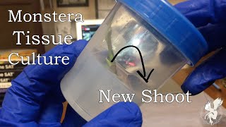 Monstera Tissue Culture  How to propagate Monstera   Plant Micropropagation 101  In Vitro [upl. by Eramat]