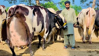 Girlando Cow In Punjab  Hf Cow  Big Cow  Cow Farm  Cow Videos  HF Breed Cow [upl. by Assirk]