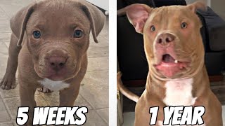 CUTE PUPPY GROWING UP  5 Weeks To One Year [upl. by Ragucci470]